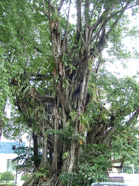  Urwaldbaum mitten in der Stadt Kuala Lumpur
